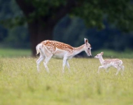 FallowDeer EN GB