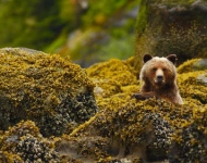 GreatBearRainforest ROW