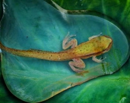 FrogTadpole ROW