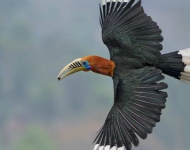 IndiaHornbill EN IN