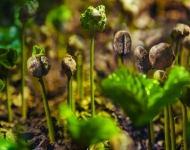 CoffeeSprouts ROW