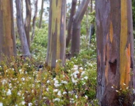 AlpineYellowGums EN AU