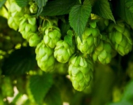 Hopfen DE DE