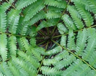 CinnamonFern FR CA