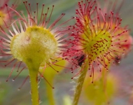 CommonSundew EN CA