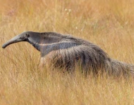 Anteater PT BR