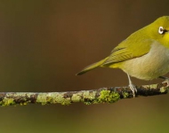 CapeWhiteEye ROW