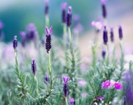 ThailandLavender ROW