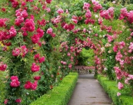 RoseGarden EN CA