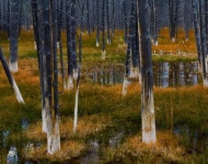 YellowstoneForest ROW