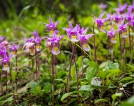 CalypsoOrchids ROW