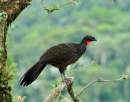 DuskyLeggedGuan ROW