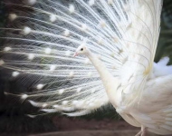 WhitePeacock EN IN