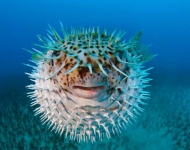 SpottedPorcupinefish EN AU