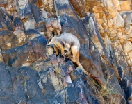 RockWallaby EN AU