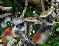 ZanzibarRedColobus ROW