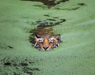 WorldTigersDay EN IN