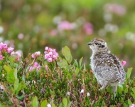 Ptarmigan FR CA