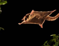 SugarGlider EN AU