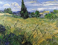 Зеленое пшеничное поле с кипарисом