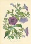 Petunia Nyctaginiflora Violacea