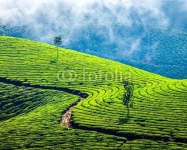 Чайные плантации в Индии 3