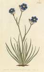 Aristea Cyanea. Grass-Leaved Aristea