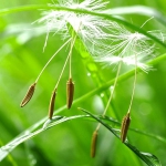 Одуванчики 9