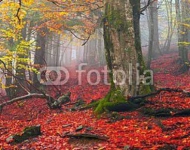 Осенний лес 10