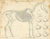 Skeleton, or Bony Structure of the Horse