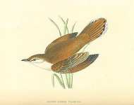 Rufous Sedge Warbler