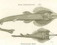 Raja Rhinobatos, Thouinian Ray