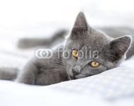 Кот 2