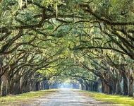 США, Джорджия. Country Road Lined with Oaks in Savannah