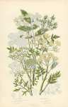 Rough Chervil, Tawny Fruited c., Broad-leaved c., Sweet Cicely