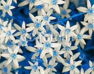 White Ornithogalum Flowers with Blue Leaves