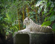 Белый бенгальский тигр лежит среди листвы