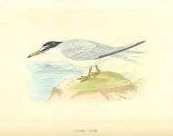 Lesser Tern