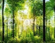 Летняя лесная панорама с солнцем
