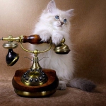 Котенок у телефона