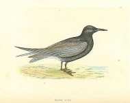 Black Tern