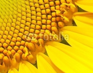 Подсолнухи 9