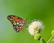 Бабочка Gulf Fritillary butterfly (Agraulis vanillae)