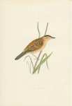 Aquatic Warbler