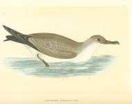 Cinereous Shearwater