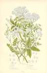 Common Parsley, Corn Parsley, Honewort, Procumbent Marshwort, Least Marshwort, Stone Parsley, Gout W