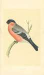 Bullfinch