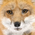 Портрет лисицы