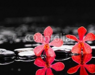 Spa still life with flowering of the red orchid