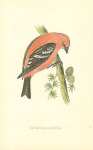 White-winged Crossbill